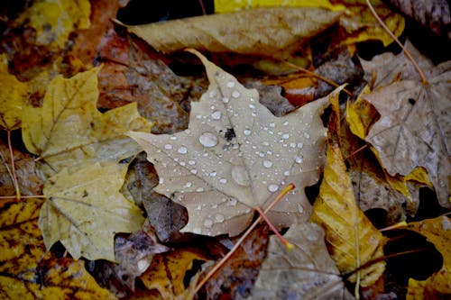 Close-Up Shot of Dry Leaves