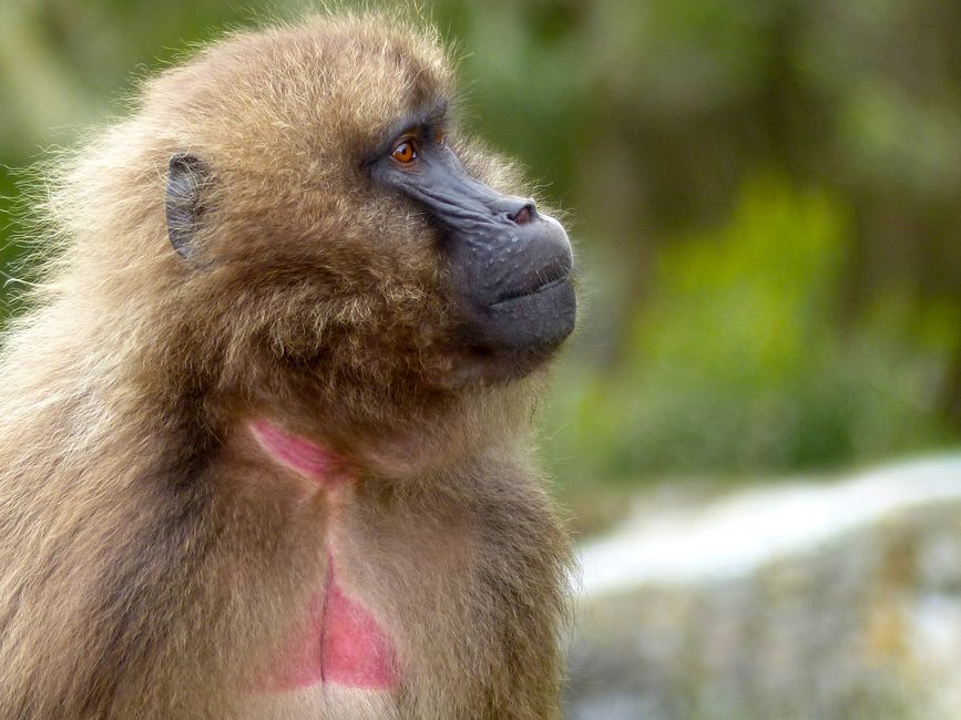 A detailed close-up of a gelada monkey in its natural habitat in Ethiopia.