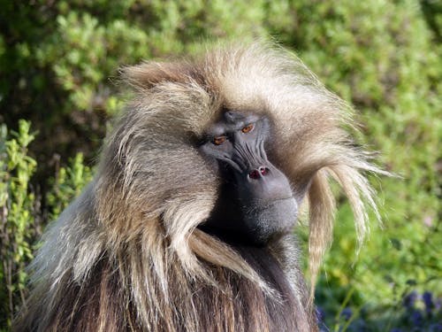 Foto profissional grátis de animais selvagens, animal, babuíno
