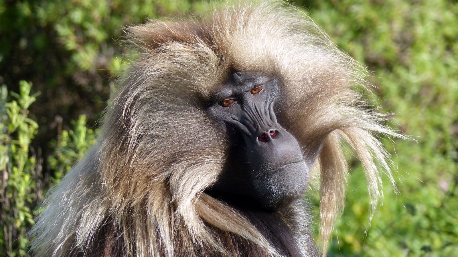 A baboon, Ethiopia
