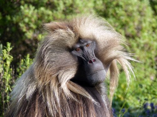 Free Close-up portrait of a majestic Gelada baboon in natural Ethiopian habitat. Stock Photo