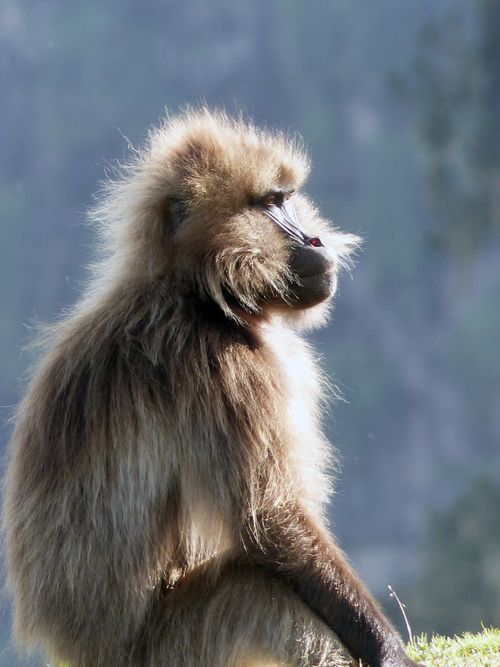 Free Captivating close-up of a Gelada baboon sitting against a blurred background in Ethiopia. Stock Photo