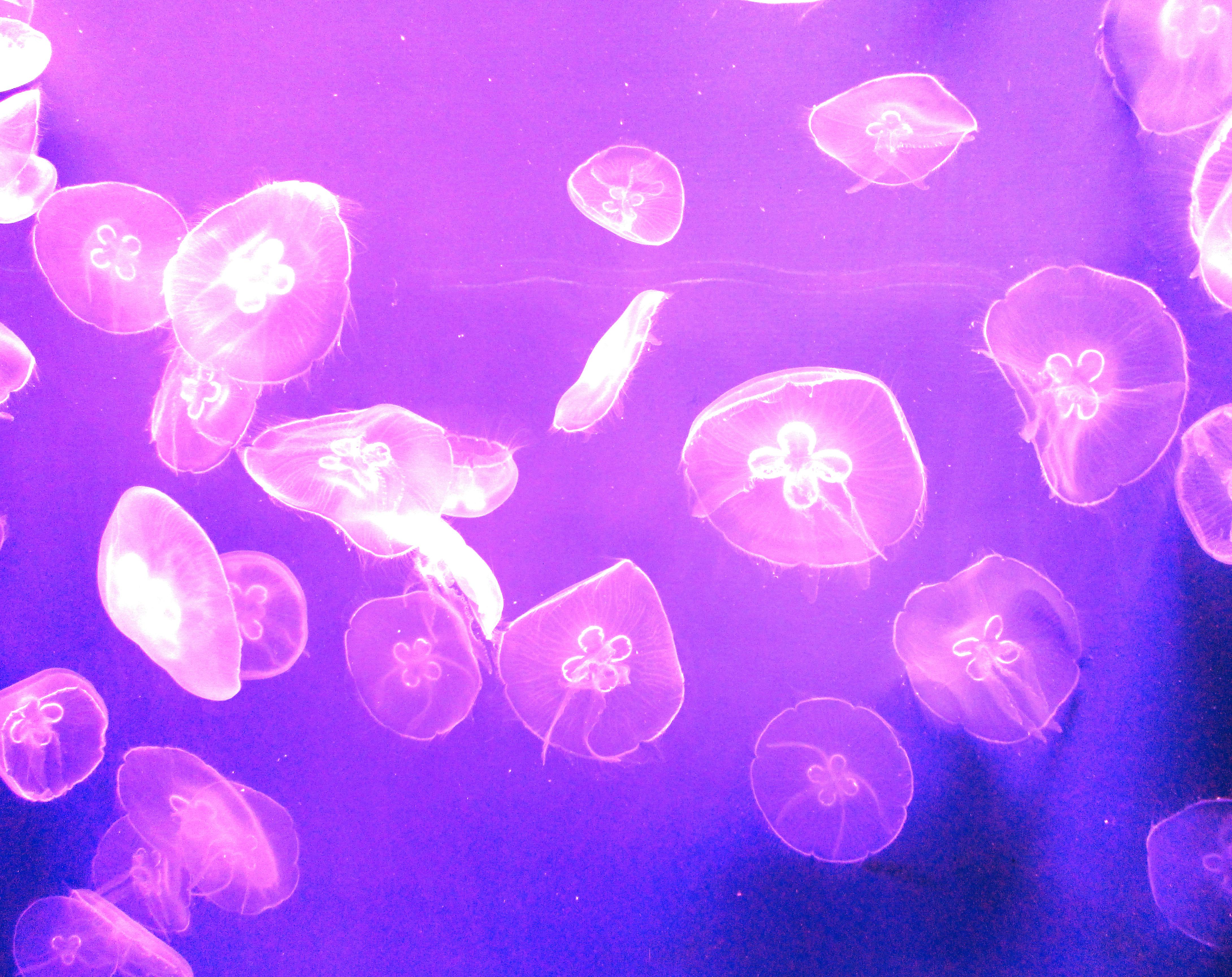 Free stock photo of jellyfish, sea life, steve connerton photography