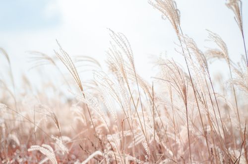 Free A tranquil scene of wheat swaying in Seoul's gentle breeze under a clear sky. Stock Photo