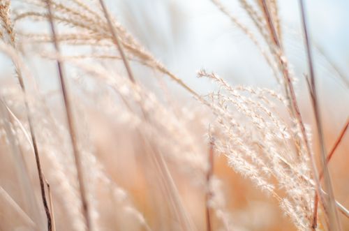 Free Serene close-up of wheat grasses glowing in sunlight, capturing a warm and soft feel. Stock Photo