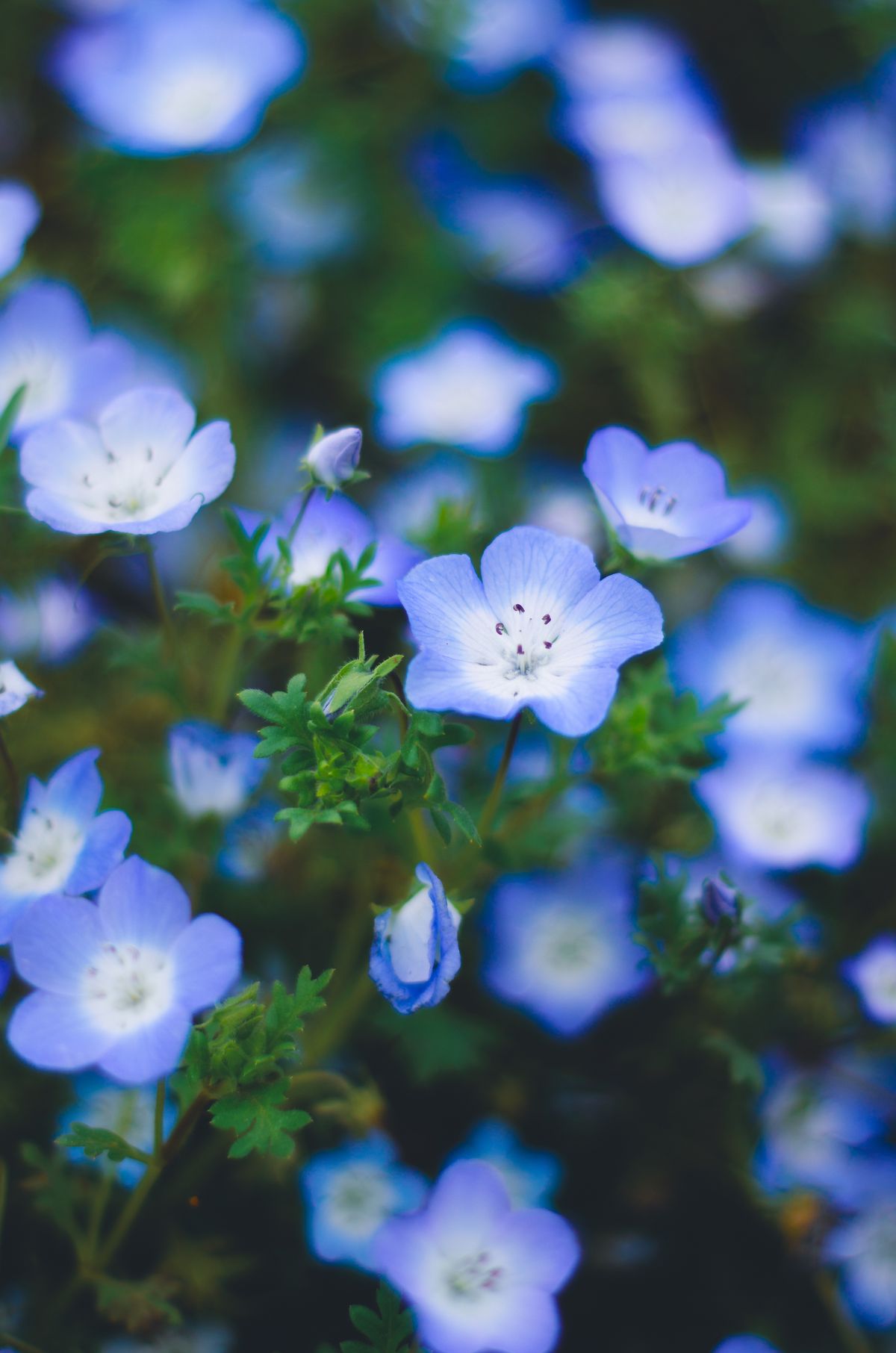 Close-up of nemophila flowers at Hitachi Seaside Park, Hitachinaka, Ibaraki — the tiny blue flowers that cover Miharashi Hill in spring