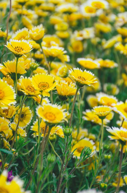 Free A close-up of vibrant yellow wildflowers in full bloom, captured in Hitachinaka, Ibaraki, Japan. Stock Photo
