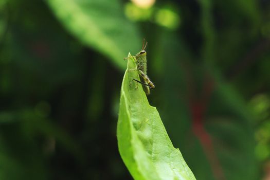 Green Grasshopper on Green Leaf