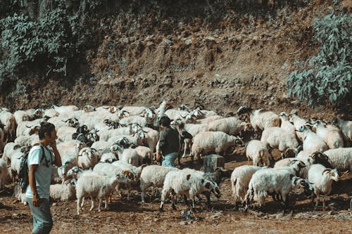 一群動物, 動物養殖, 牧羊人 的 免费素材图片
