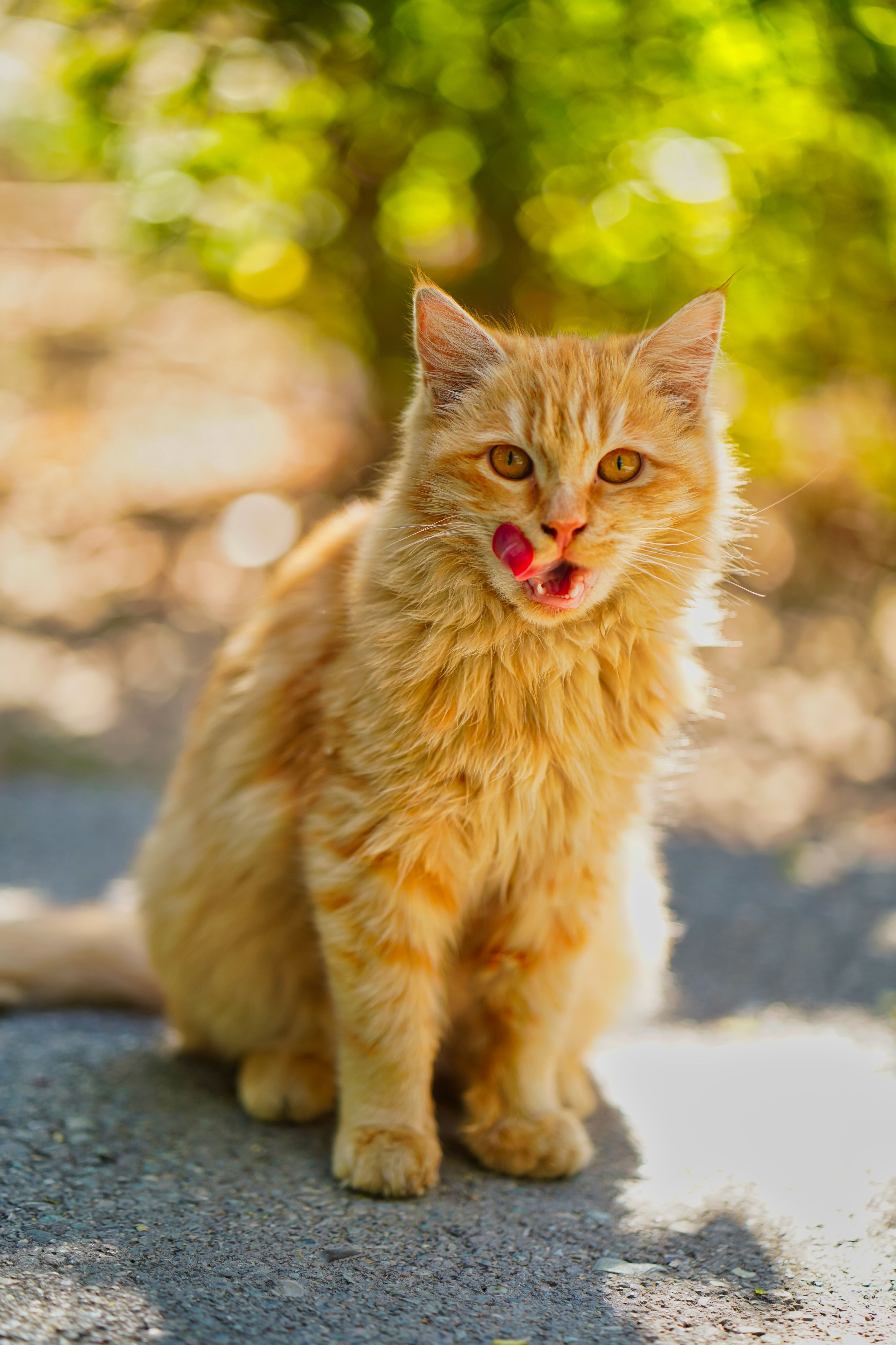Orange Tabby Cat Sitting on the Floor · Free Stock Photo