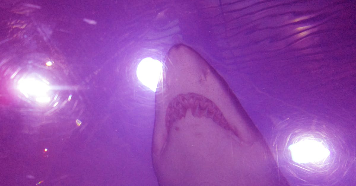 Free stock photo of sea life, shark