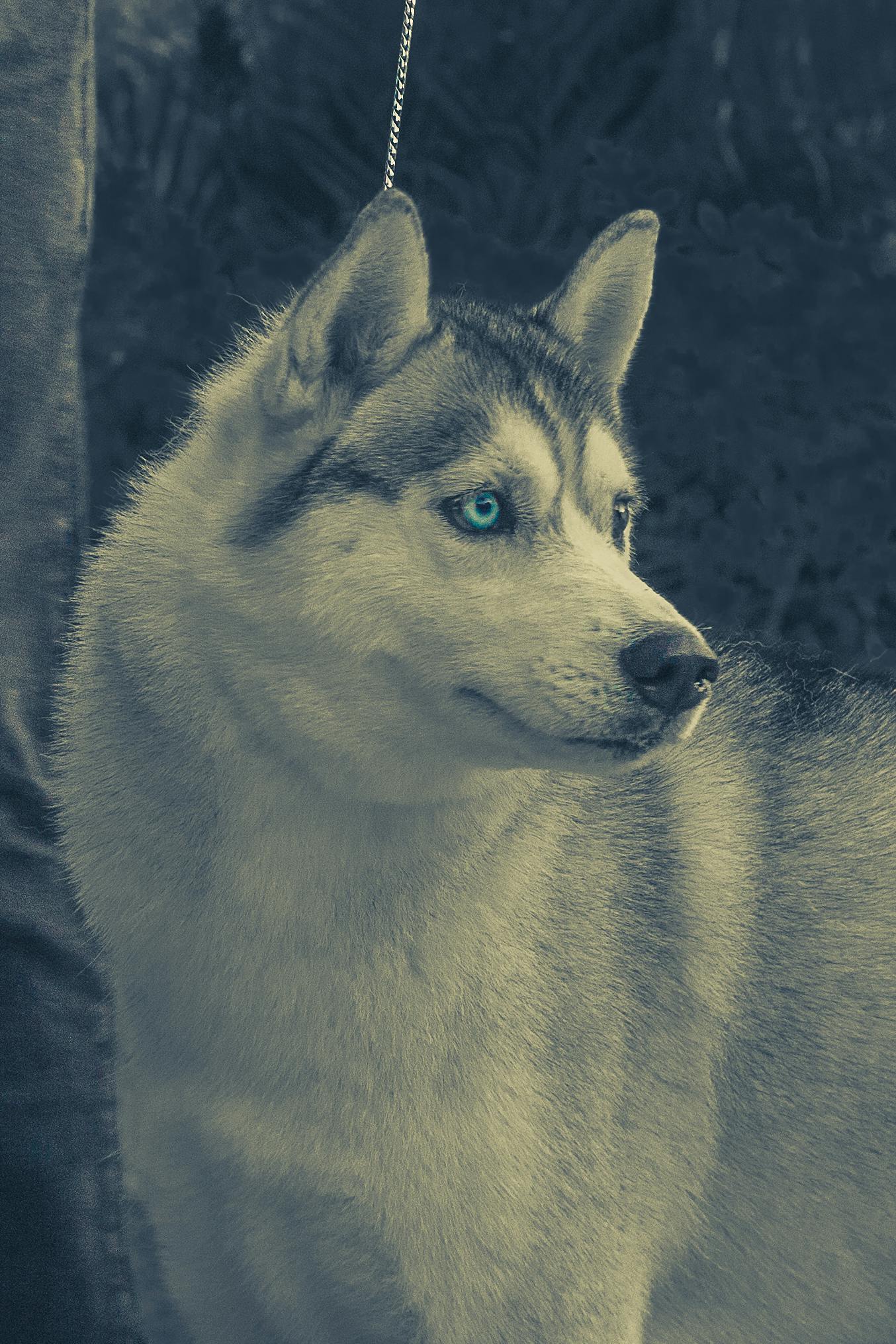 シベリアンハスキー 殻 犬の無料の写真素材