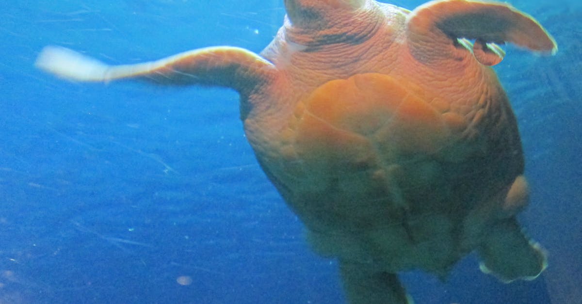Free stock photo of sea life, sea turtle