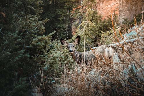 Free A wild roe deer stands amidst dense forest bushes, surrounded by lush greenery. Stock Photo