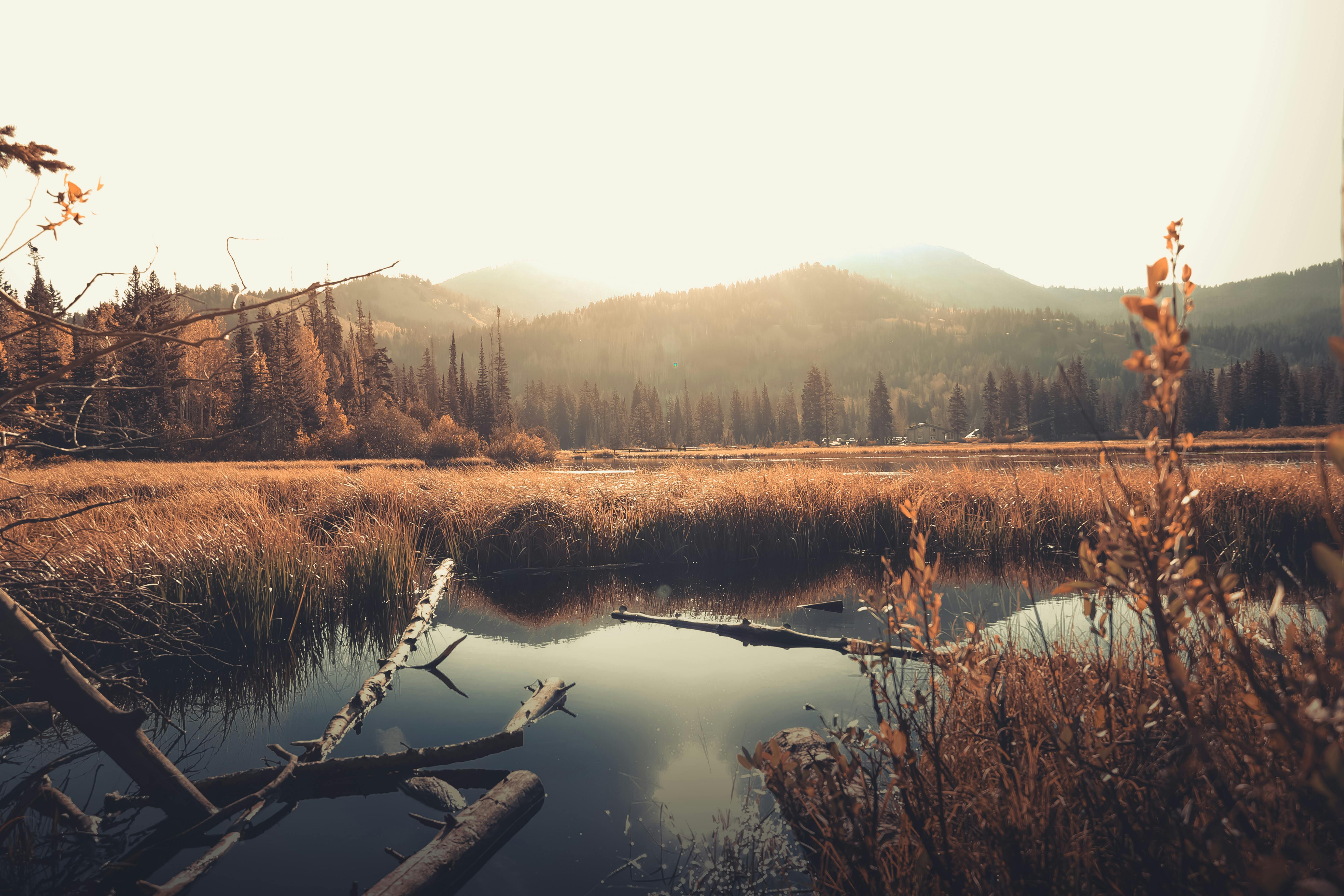 A Serene Lake Scene With Tall Reeds In The Foreground And A Forested  Shoreline - Stock Photos | Motion Array, image size:1125x750