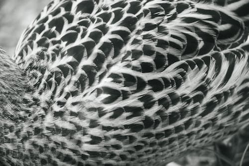Free stock photo of bird, black-and-white, duck