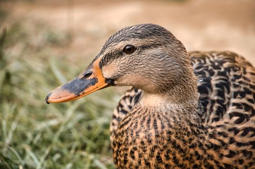 Free Detailed close-up of a mallard duck highlighting its natural feathers and beak. Stock Photo