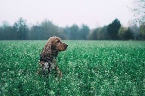 Anjing Dilapisi Coklat Pendek Di Lapangan Rumput Hijau