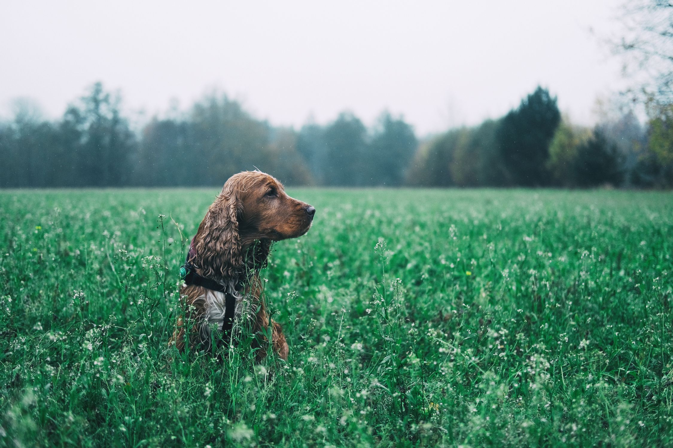 A Dog on the Grass · Free Stock Photo