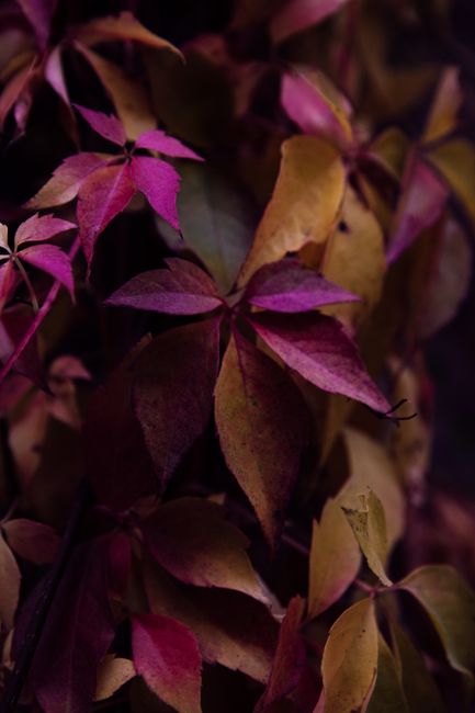 Close-up of colorful autumn leaves showcasing vibrant purple and golden hues. Ideal for nature and seasonal themes.