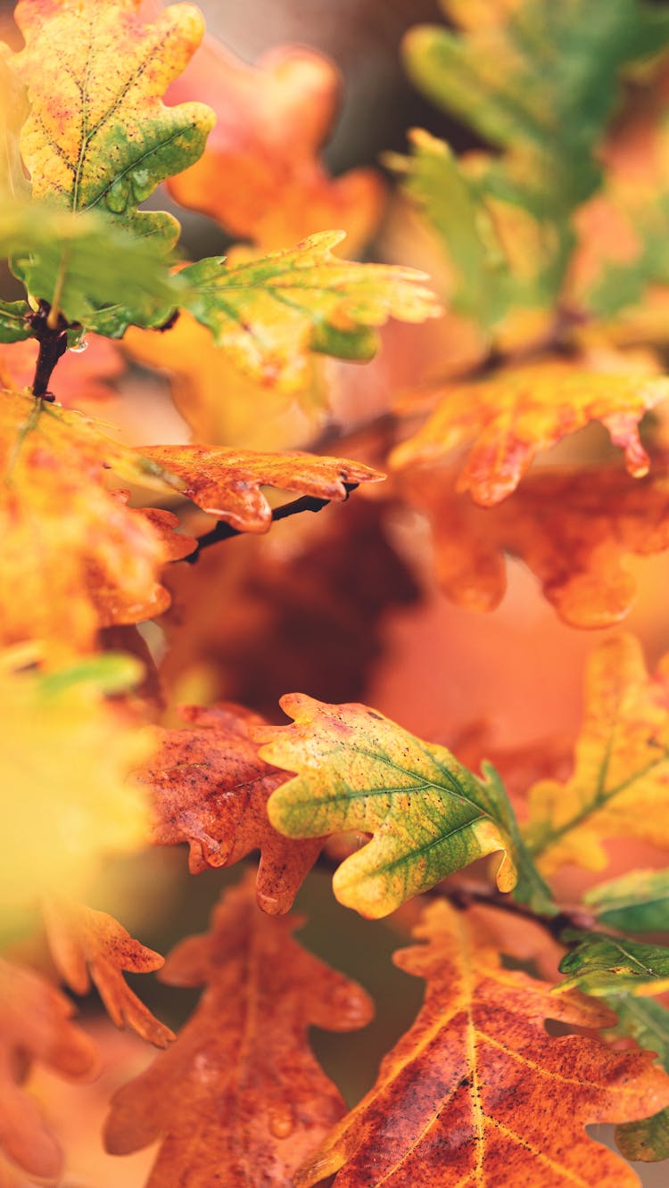 Oak Leaves In Close Up Photography