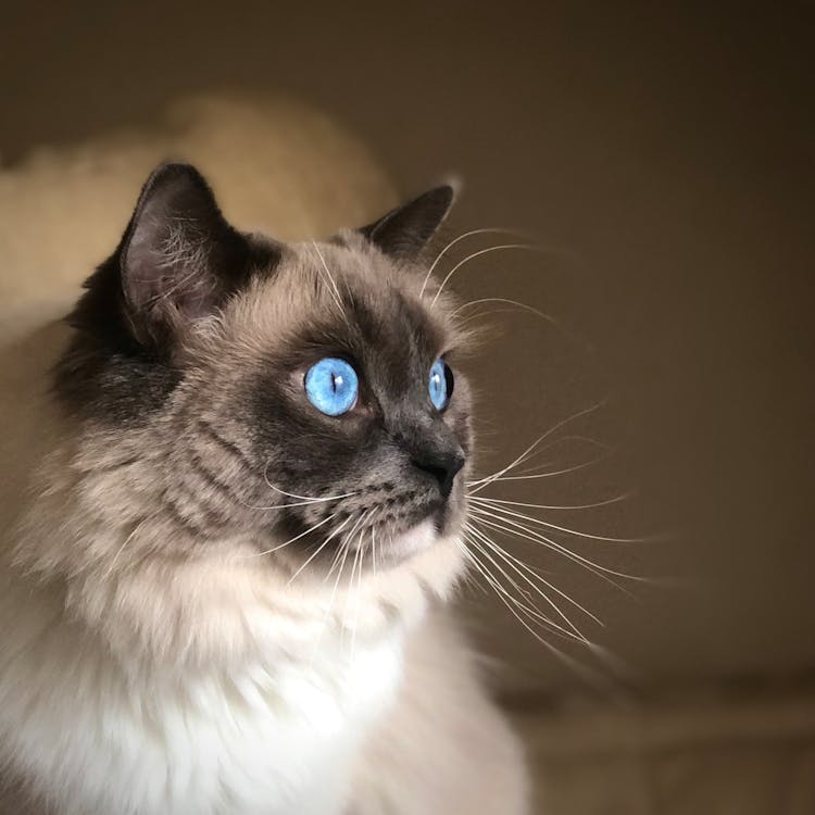 Free White and Black Cat With Blue Eyes Stock Photo