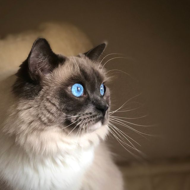 A young cat with one reddened swollen eye typical of early chlamydia conjunctivitis