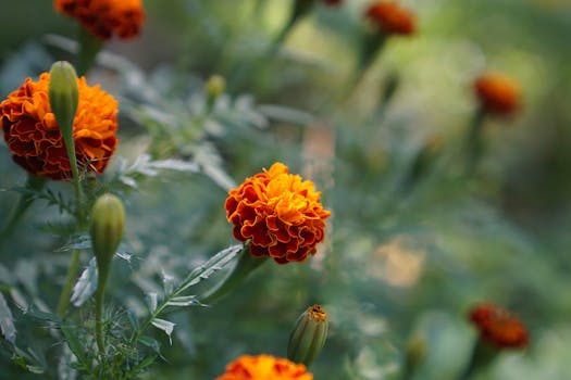 Close-up of vibrant orange marigold flowers blooming in Pai, Thailand garden.