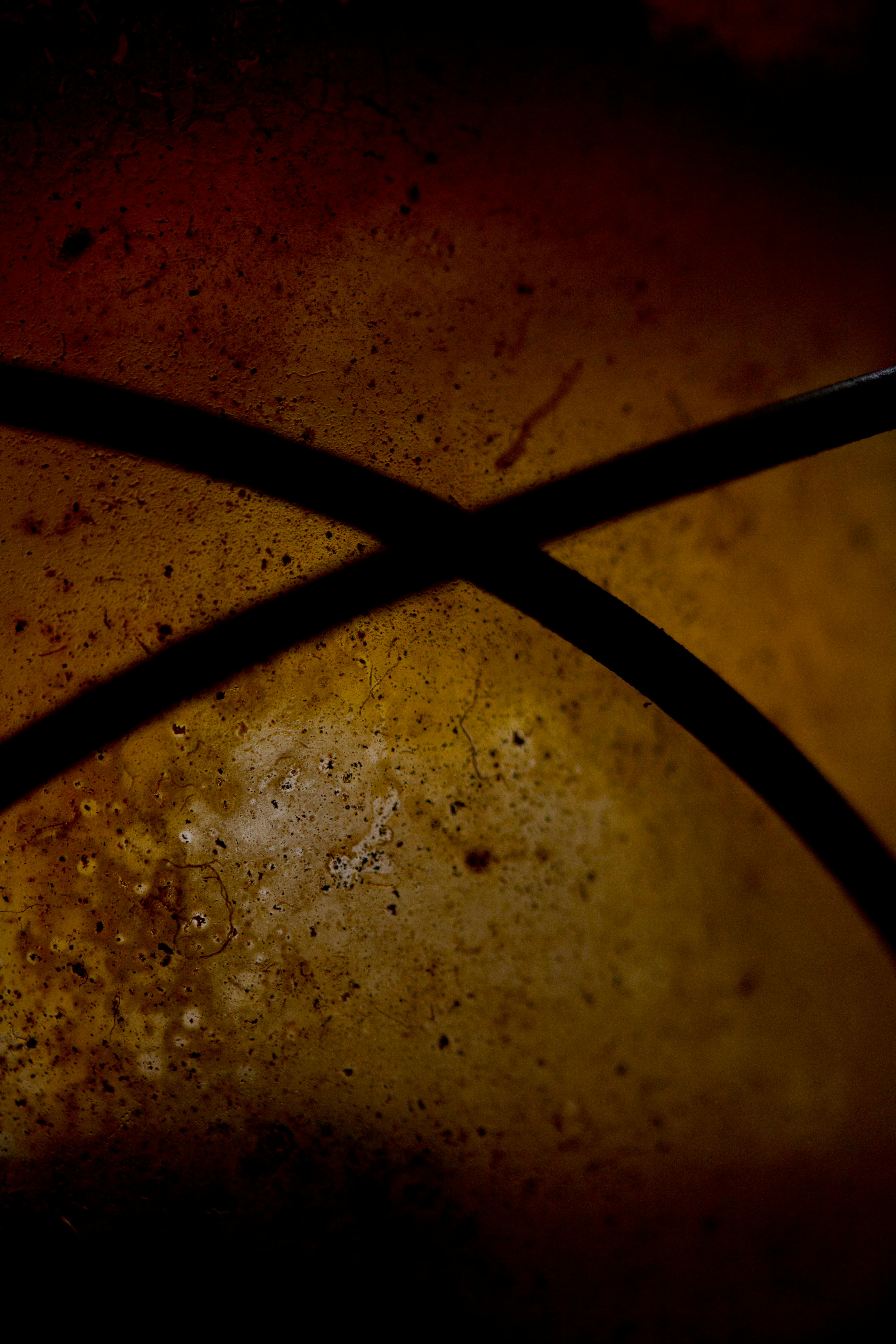 观叶盆栽图片大全图片-第1张图片-吾爱花网