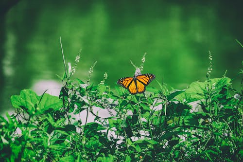 Green Leafed Plant and Butterfly