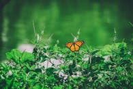 一只引人注目的帝王蝶栖息在郁郁葱葱的绿叶上，在自然环境中展示着生动的色彩