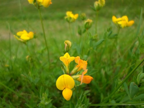 Immagine gratuita di fiore, fiori gialli, natura