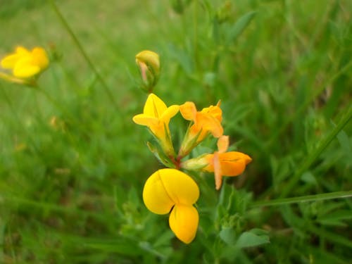 Free stock photo of flower, nature, yellow flowers