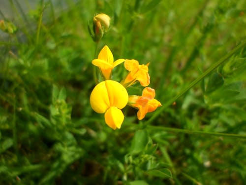 Immagine gratuita di fiore, fiori gialli, natura