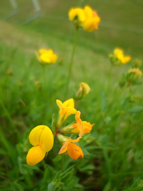 天性, 黃色的花朵 的 免費圖庫相片