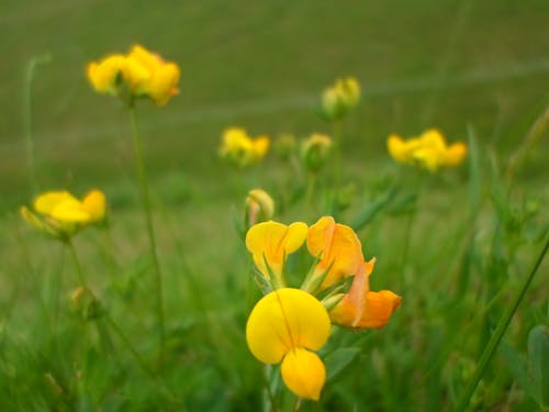 Free stock photo of flower, nature, yellow flowers