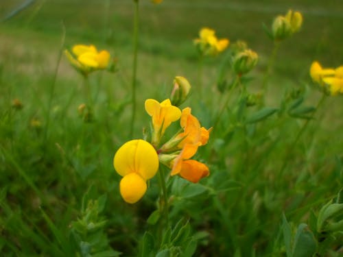 Free stock photo of flower, nature, yellow flowers