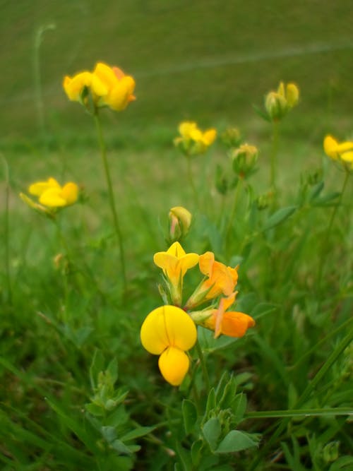 Free stock photo of flower, nature, yellow flowers