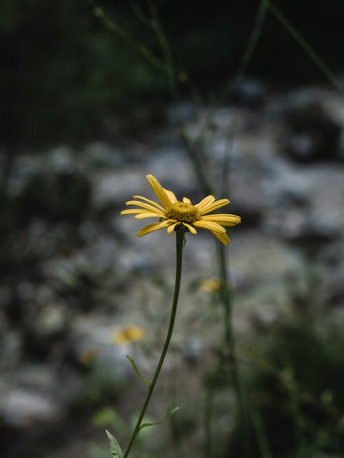 Foto profissional grátis de amarelo, asteraceae, broto