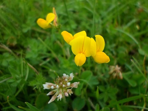 Immagine gratuita di fiori, fiori di campo, natura