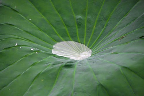 Free stock photo of botanic, drop of water, droplet