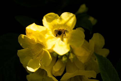 Free stock photo of bee, botanic garden, flower