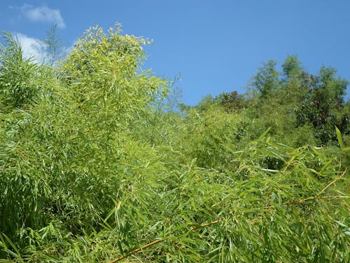 Immagine gratuita di bambousaie, bambouseraie, cielo azzurro