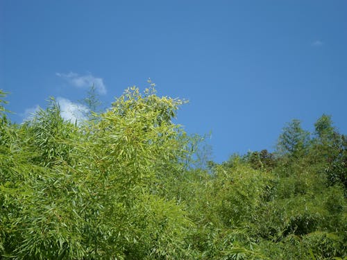 Immagine gratuita di bambousaie, bambouseraie, cielo azzurro