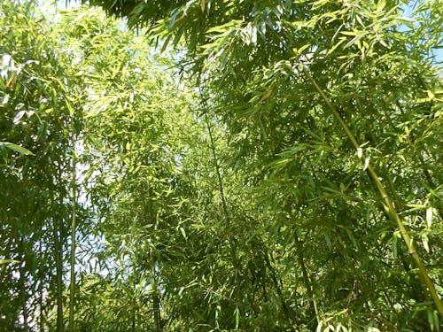 Immagine gratuita di bambousaie, bambouseraie, natura