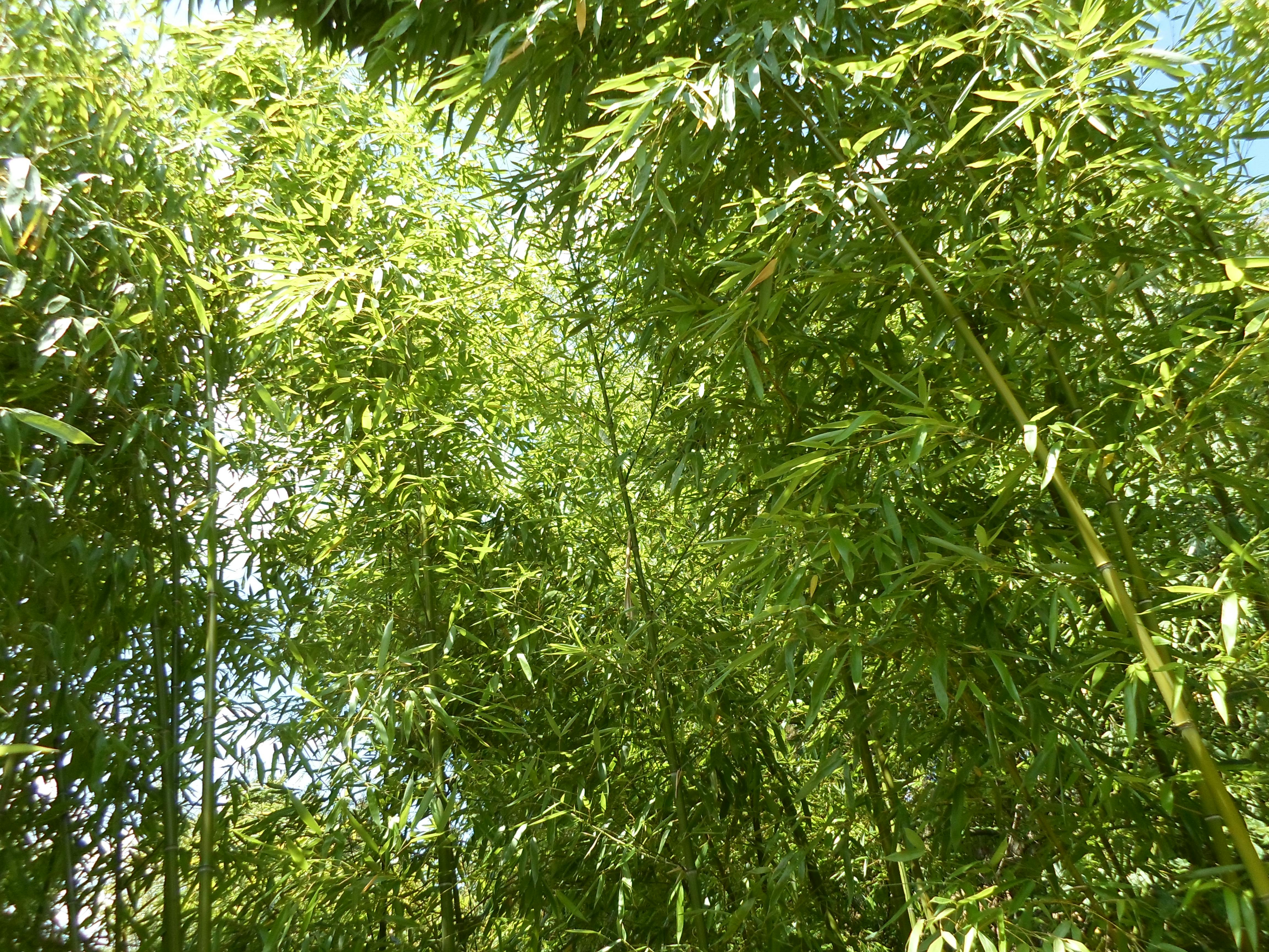 Free stock photo of bamboo, bamboo trees, bambousaie
