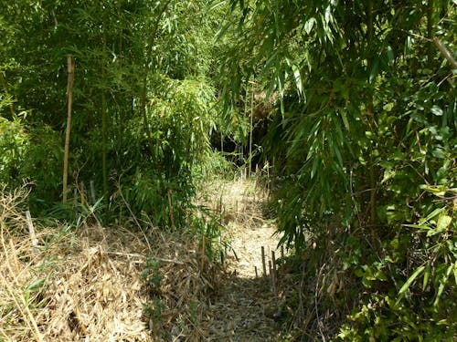 Immagine gratuita di bambousaie, bambouseraie, natura