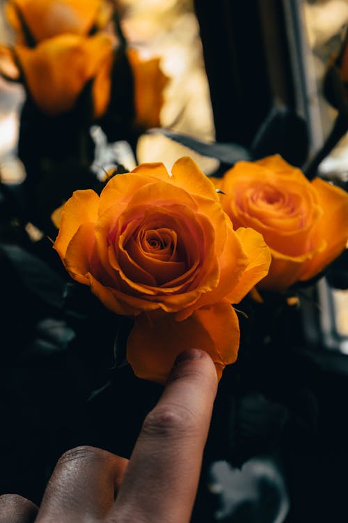 Free Person Touching Yellow Flowers  Stock Photo
