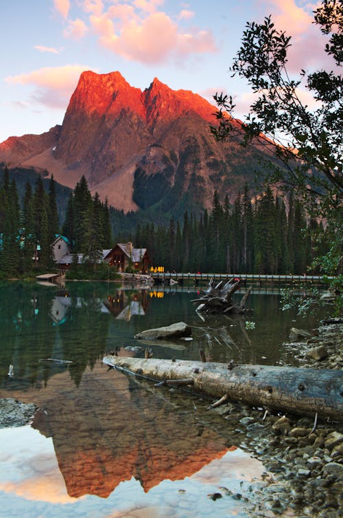 Coniferous Trees beside Calm Lake 