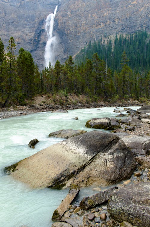 Foto d'estoc gratuïta de coníferes, corrent, en cascada